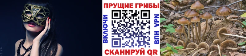 Галлюциногенные грибы Psilocybe  Купить где  Дзержинский 